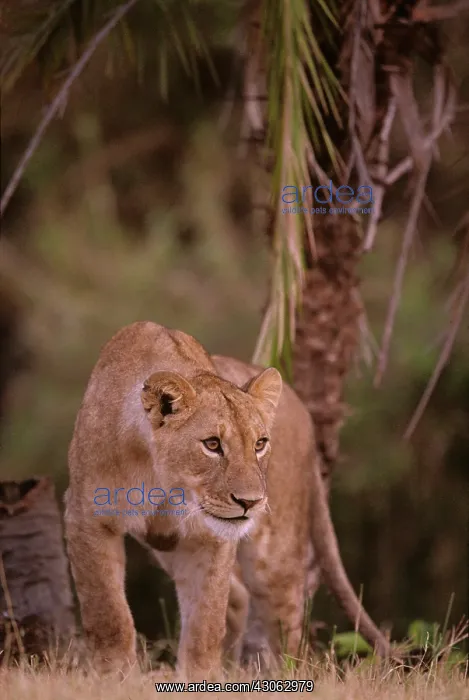 : Africa, Kenya, Masai Mara Game Reserve : Africa, Kenya, Masai Mara Game Reserve