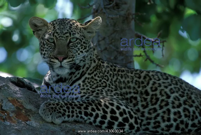  : Africa, Kenya, Masai Mara Game Reserve
