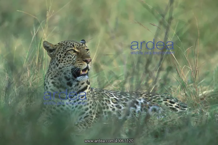 : Africa, Kenya, Masai Mara Game Reserve : Africa, Kenya, Masai Mara Game Reserve
