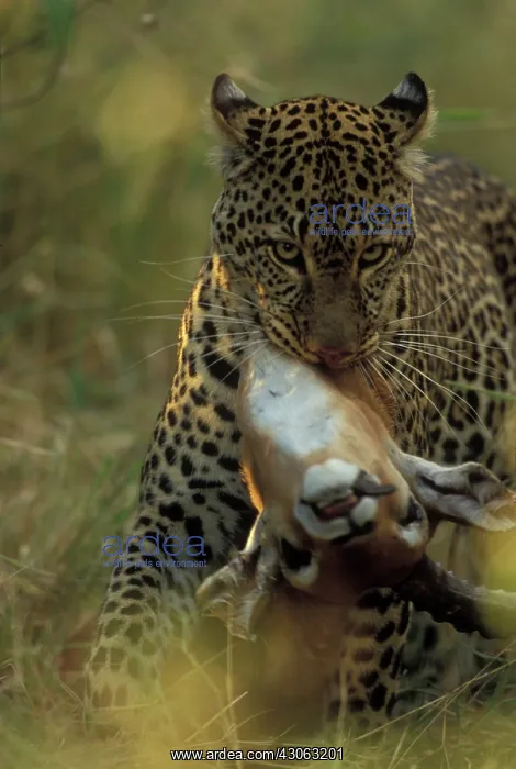  : Africa, Kenya, Masai Mara Game Reserve