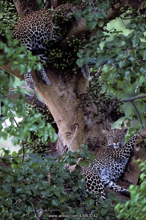 : Africa, Kenya, Masai Mara Game Reserve : Africa, Kenya, Masai Mara Game Reserve