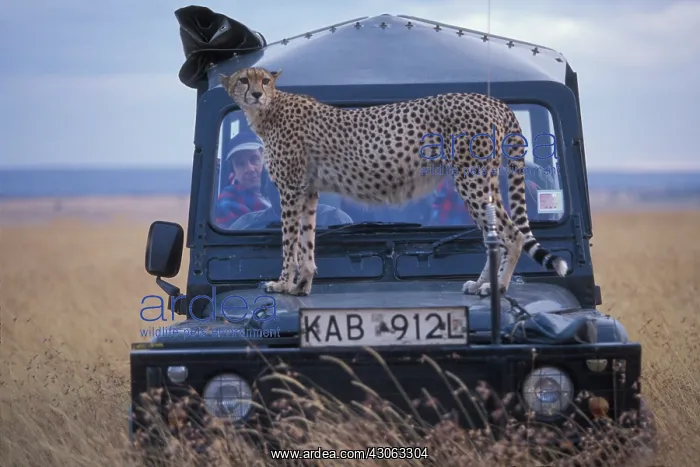 : Africa, Kenya, Masai Mara Game Reserve : Africa, Kenya, Masai Mara Game Reserve