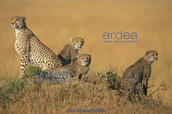 : Africa, Kenya, Masai Mara Game Reserve : Africa, Kenya, Masai Mara Game Reserve