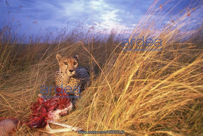  : Africa, Kenya, Masai Mara Game Reserve
