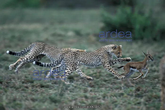 : Africa, Kenya, Masai Mara Game Reserve : Africa, Kenya, Masai Mara Game Reserve