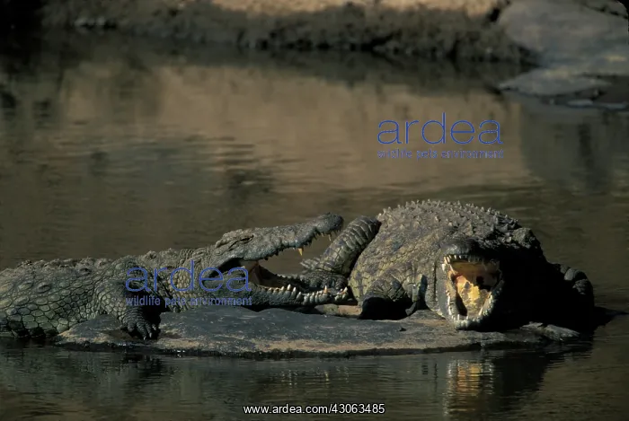  : Africa, Kenya, Masai Mara Game Reserve