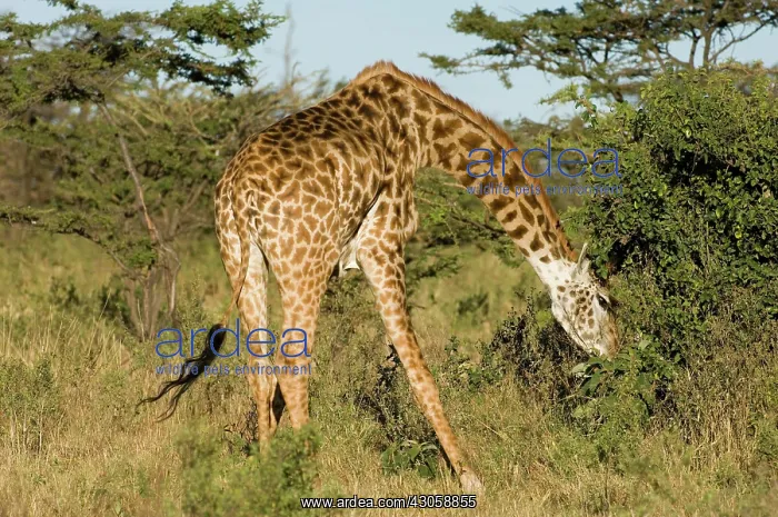 : Africa, Kenya, Masai Mara, giraffes feeding : Africa, Kenya, Masai Mara, giraffes feeding