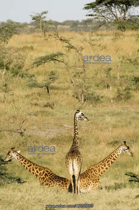 : Africa, Kenya, Masai Mara, giraffes feeding : Africa, Kenya, Masai Mara, giraffes feeding