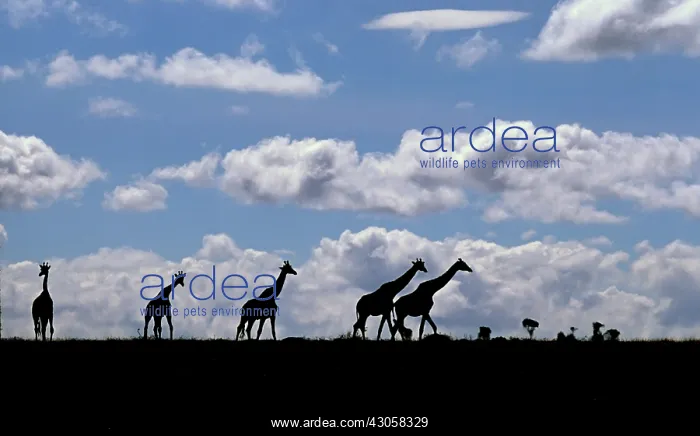 : Africa, Kenya, Masai Mara. Giraffes (Giraffa : Africa, Kenya, Masai Mara. Giraffes (Giraffa