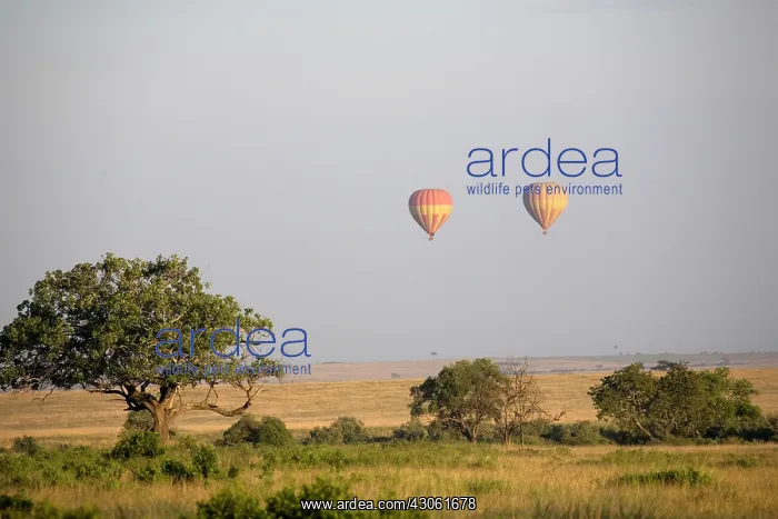  : Africa, Kenya, Masai Mara. Two hot air balloons