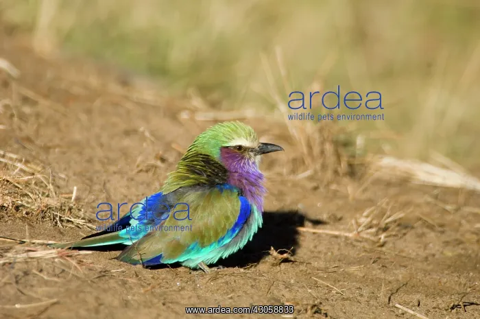: Africa, Kenya, Masai Mara, lilac-breasted : Africa, Kenya, Masai Mara, lilac-breasted