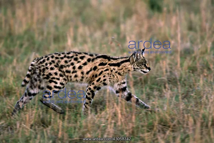 : Africa, Kenya, Masai Mara. A serval (Leptailurus : Africa, Kenya, Masai Mara. A serval (Leptailurus