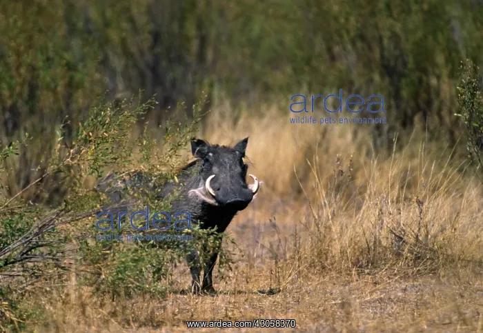 : Africa, Kenya, Masai Mara. Warthog (Phacochoerus : Africa, Kenya, Masai Mara. Warthog (Phacochoerus