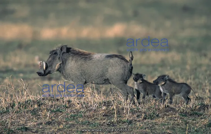 : Africa, Kenya, Masai Mara. Warthog (Phacochoerus : Africa, Kenya, Masai Mara. Warthog (Phacochoerus