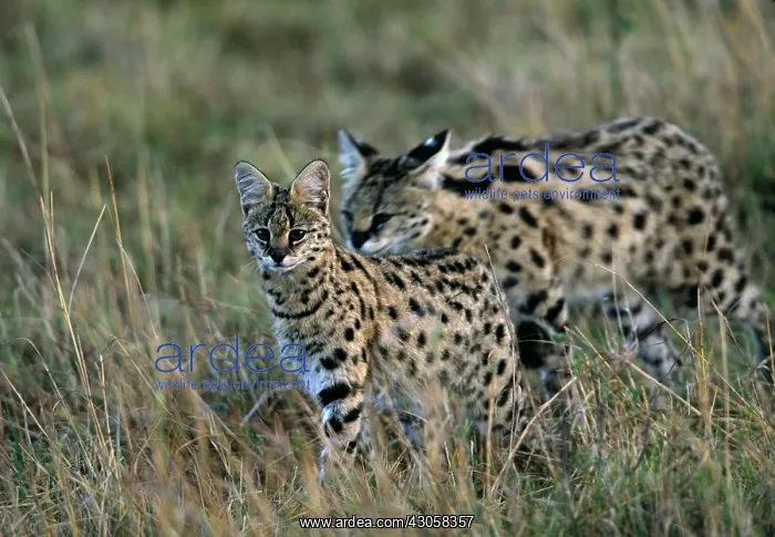 : Africa, Kenya, Masai Mara. A young female : Africa, Kenya, Masai Mara. A young female