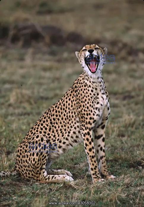 : Africa, Kenya, Massai Mara. Cheetah (Acinonyx : Africa, Kenya, Massai Mara. Cheetah (Acinonyx