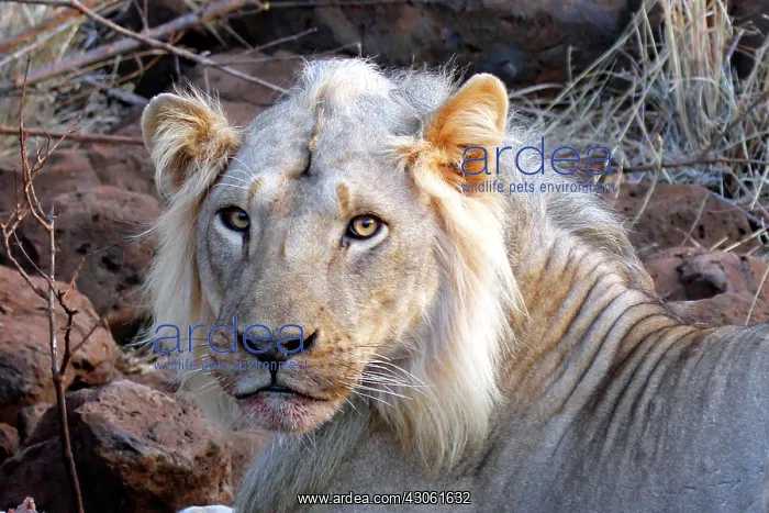 : Africa, Kenya, Meru. Face of feeding lion : Africa, Kenya, Meru. Face of feeding lion