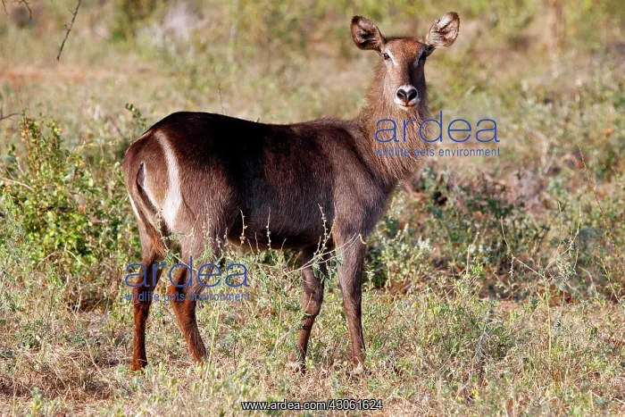 : Africa, Kenya, Meru. Female Ellipsen Waterbuck : Africa, Kenya, Meru. Female Ellipsen Waterbuck
