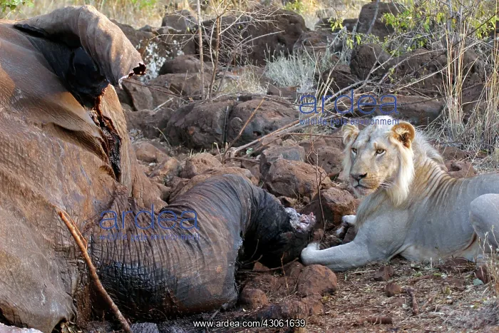 : Africa, Kenya, Meru. Lion feeding on the : Africa, Kenya, Meru. Lion feeding on the