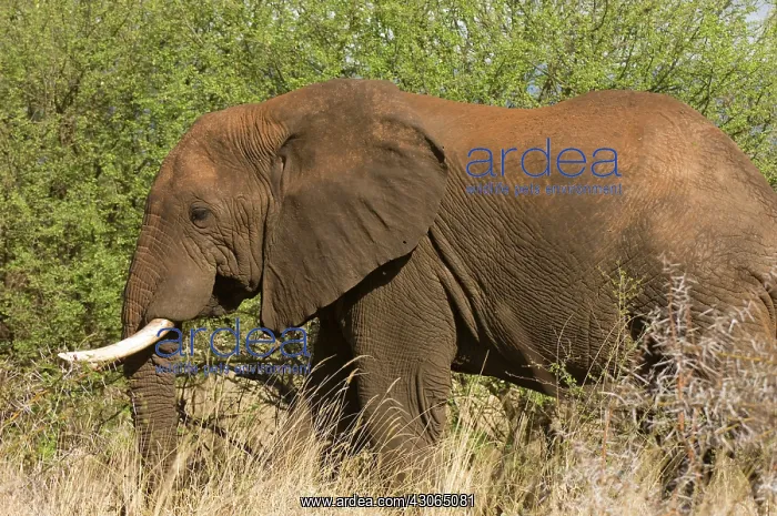 : Africa, Kenya, Meru National Park, an African : Africa, Kenya, Meru National Park, an African