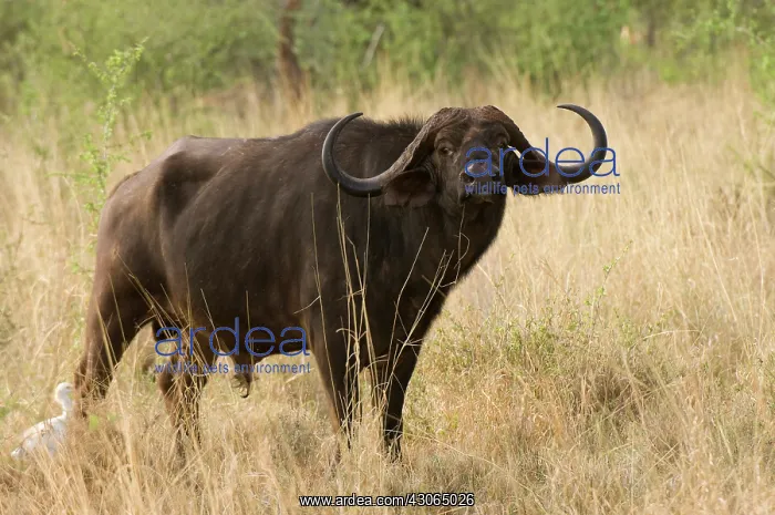 : Africa, Kenya, Meru National Park, Cape : Africa, Kenya, Meru National Park, Cape