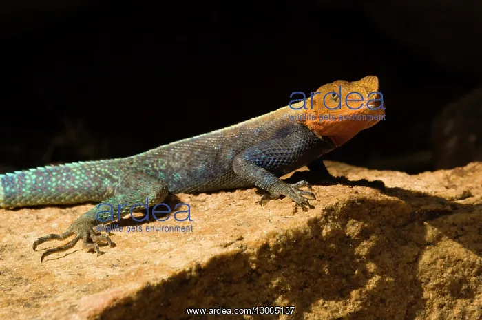 : Africa, Kenya, Meru National Park, colorful : Africa, Kenya, Meru National Park, colorful