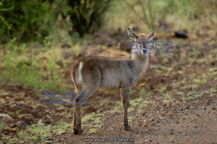 : Africa, Kenya, Meru National Park, female : Africa, Kenya, Meru National Park, female