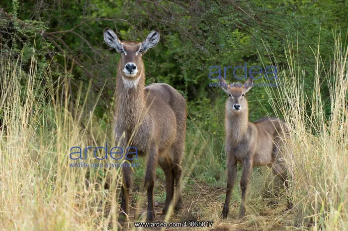 : Africa, Kenya, Meru National Park, female : Africa, Kenya, Meru National Park, female