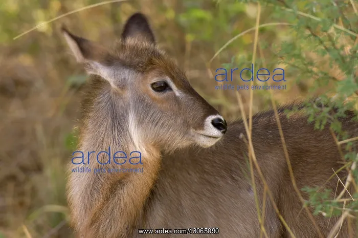 : Africa, Kenya, Meru National Park, a female : Africa, Kenya, Meru National Park, a female