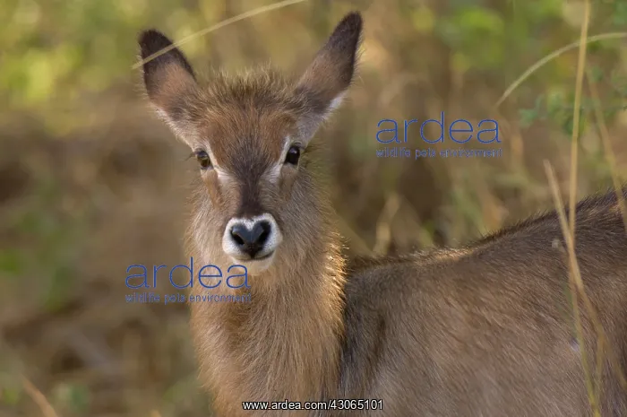 : Africa, Kenya, Meru National Park, a female : Africa, Kenya, Meru National Park, a female