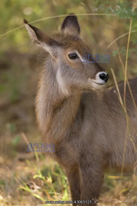 : Africa, Kenya, Meru National Park, a female : Africa, Kenya, Meru National Park, a female
