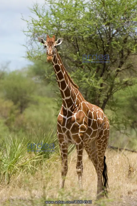 : Africa, Kenya, Meru National Park, giraffe : Africa, Kenya, Meru National Park, giraffe