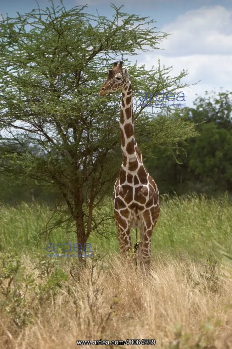 : Africa, Kenya, Meru National Park, giraffe : Africa, Kenya, Meru National Park, giraffe