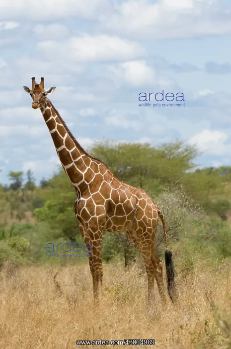 : Africa, Kenya, Meru National Park, giraffe : Africa, Kenya, Meru National Park, giraffe