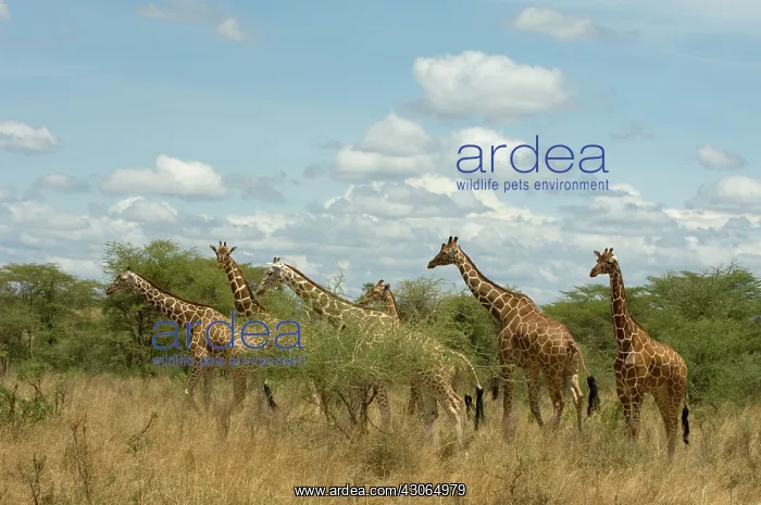 : Africa, Kenya, Meru National Park, giraffes : Africa, Kenya, Meru National Park, giraffes