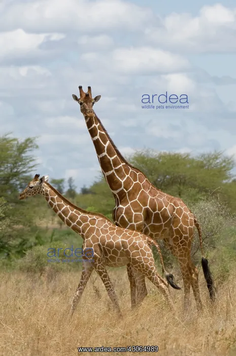 : Africa, Kenya, Meru National Park, giraffes : Africa, Kenya, Meru National Park, giraffes