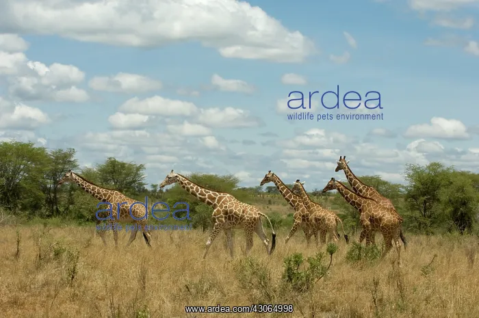 : Africa, Kenya, Meru National Park, giraffes : Africa, Kenya, Meru National Park, giraffes