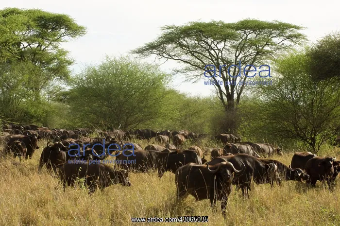 : Africa, Kenya, Meru National Park, group : Africa, Kenya, Meru National Park, group