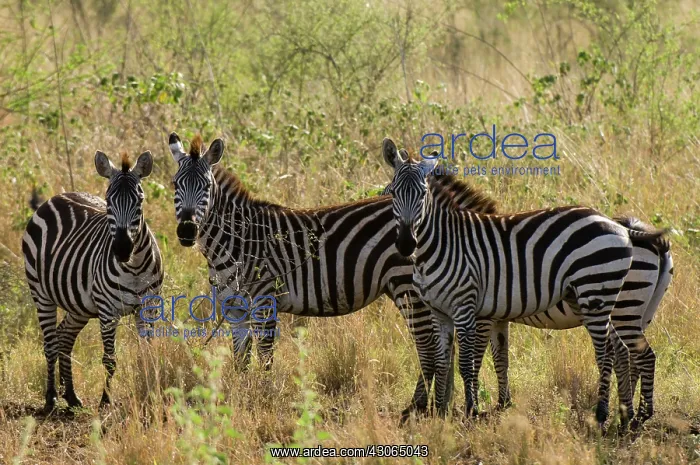 : Africa, Kenya, Meru National Park, a group : Africa, Kenya, Meru National Park, a group