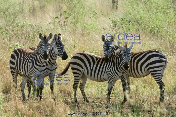 : Africa, Kenya, Meru National Park, a group : Africa, Kenya, Meru National Park, a group