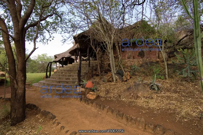 : Africa, Kenya, Meru National Park, looking : Africa, Kenya, Meru National Park, looking