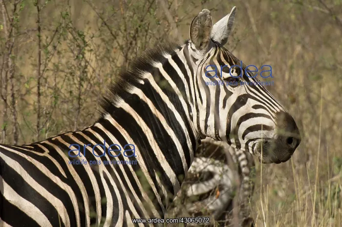 : Africa, Kenya, Meru National Park, a portrait : Africa, Kenya, Meru National Park, a portrait