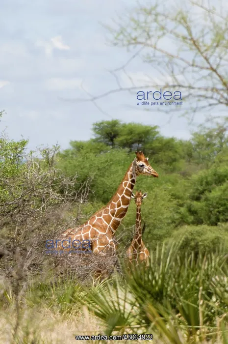 : Africa, Kenya, Meru National Park, reticulated : Africa, Kenya, Meru National Park, reticulated