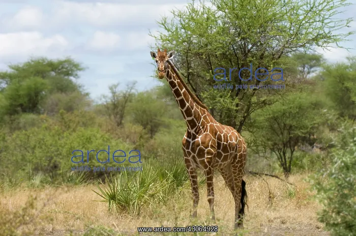 : Africa, Kenya, Meru National Park, reticulated : Africa, Kenya, Meru National Park, reticulated