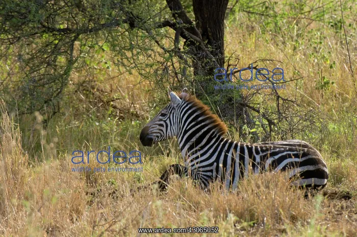 : Africa, Kenya, Meru National Park, zebra : Africa, Kenya, Meru National Park, zebra