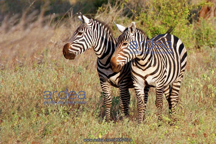 : Africa, Kenya, Meru. Pair of Zebras in Meru : Africa, Kenya, Meru. Pair of Zebras in Meru