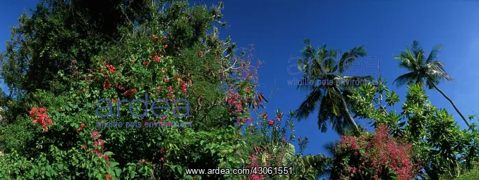 : Africa, Kenya, Mombasa, Morning sun lights : Africa, Kenya, Mombasa, Morning sun lights