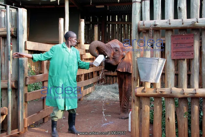  : Africa, Kenya, Nairobi. Caretaker bottle