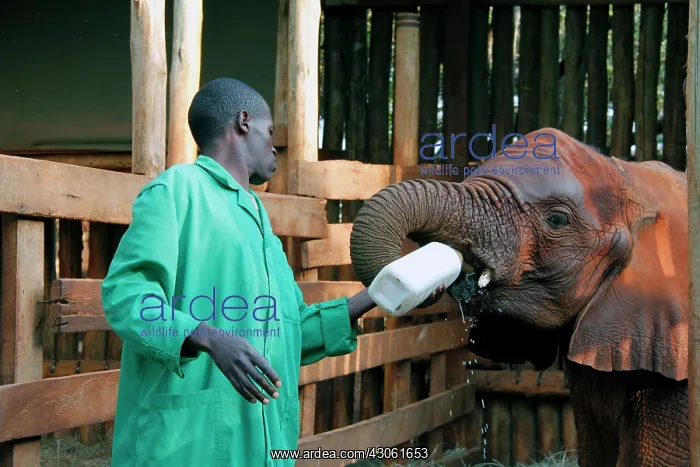  : Africa, Kenya, Nairobi. Caretaker bottle