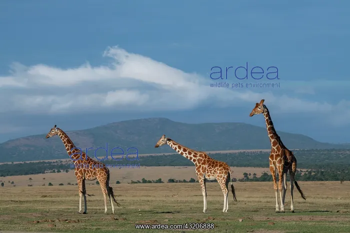 : Africa, Kenya, Northern Frontier District, Ol Pejeta : Africa, Kenya, Northern Frontier District, Ol Pejeta